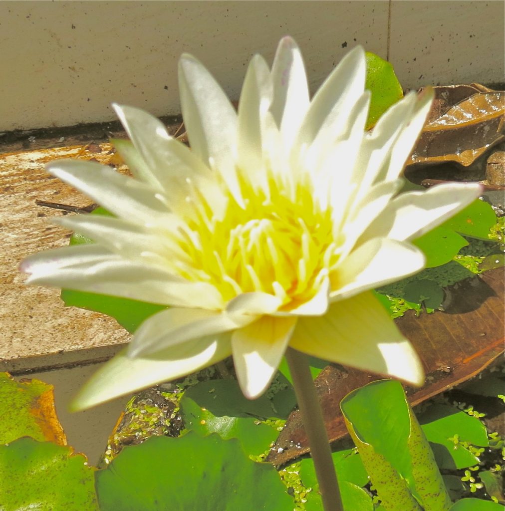 En vit thailändsk lotusblomma