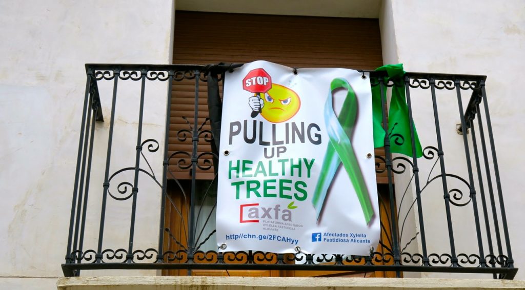 En aggressiv bakterie, xylella fastidiosa, som angriper träd och växter, har gjort att myndigheterna vill ta bort träd. Storta protester är det för kanske kan mängden täd som ska bort minskas. 