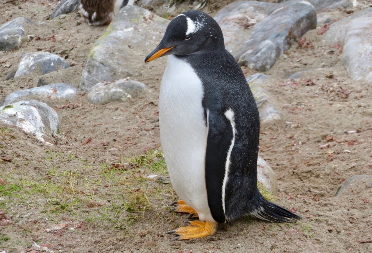 Gott om pingviner var det. Här en gentoo pingvin eller på svenska åsnepingvin. 