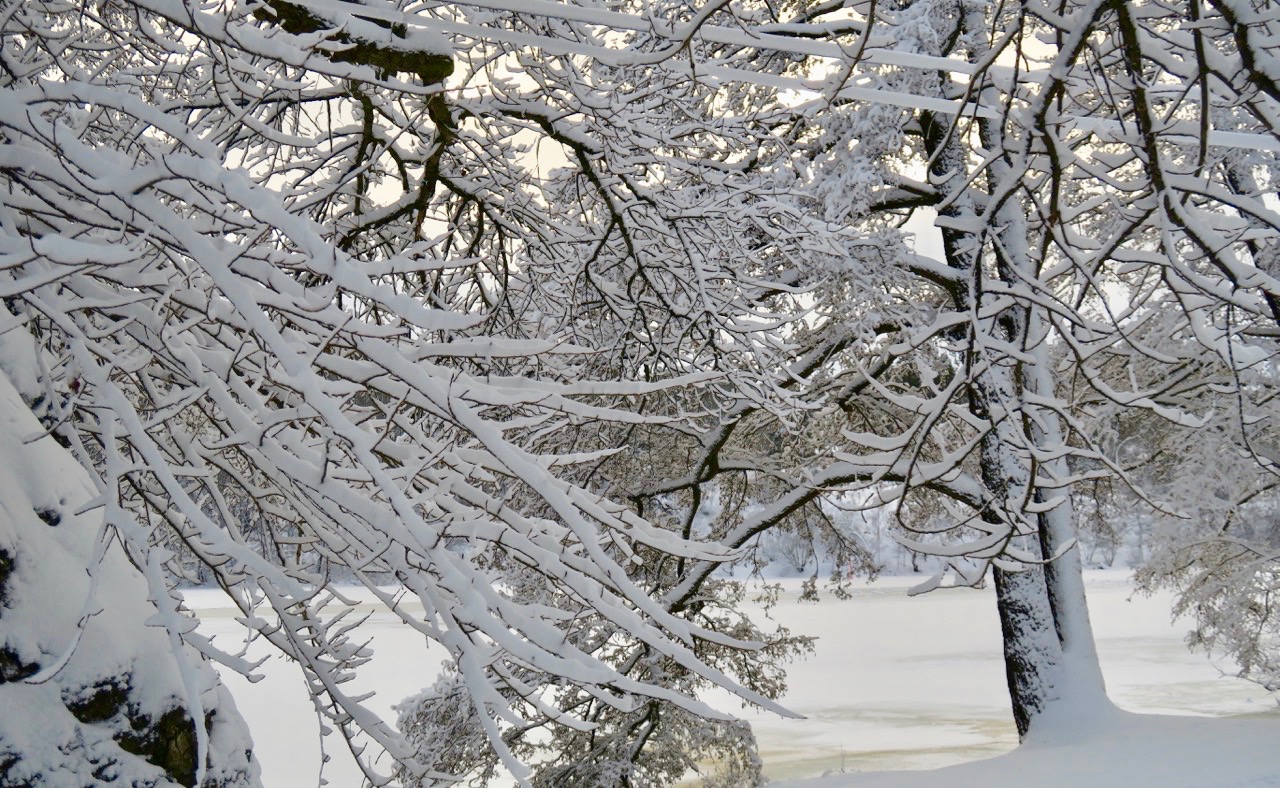 Snön ligger vackert i centimetertjocka lager på trädgrenarna. Hur kan den hålla sig kvar?