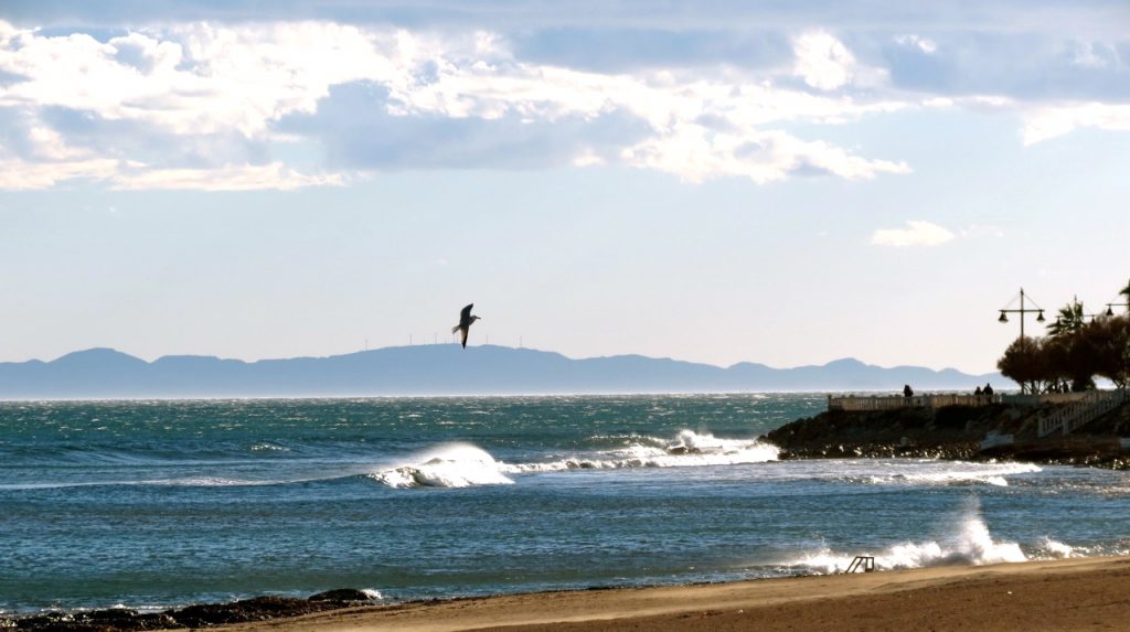 En fri fågel som flyger. Torrrevieja, Spanien.