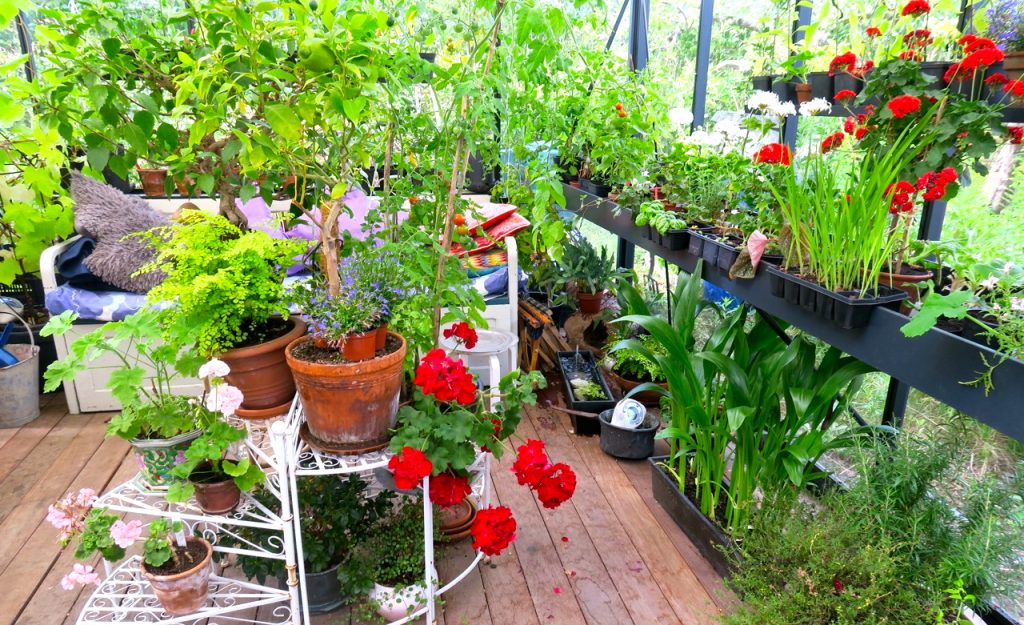 Vackra sommardagar är det och det är fint att sitta en stund i ett växthus och njuta av det vackra. 