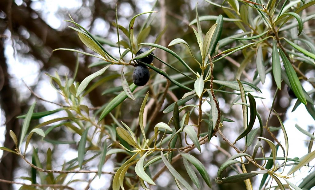 Några få oliver såg jag i det träd som finns nära oss i Torrevieja. 
