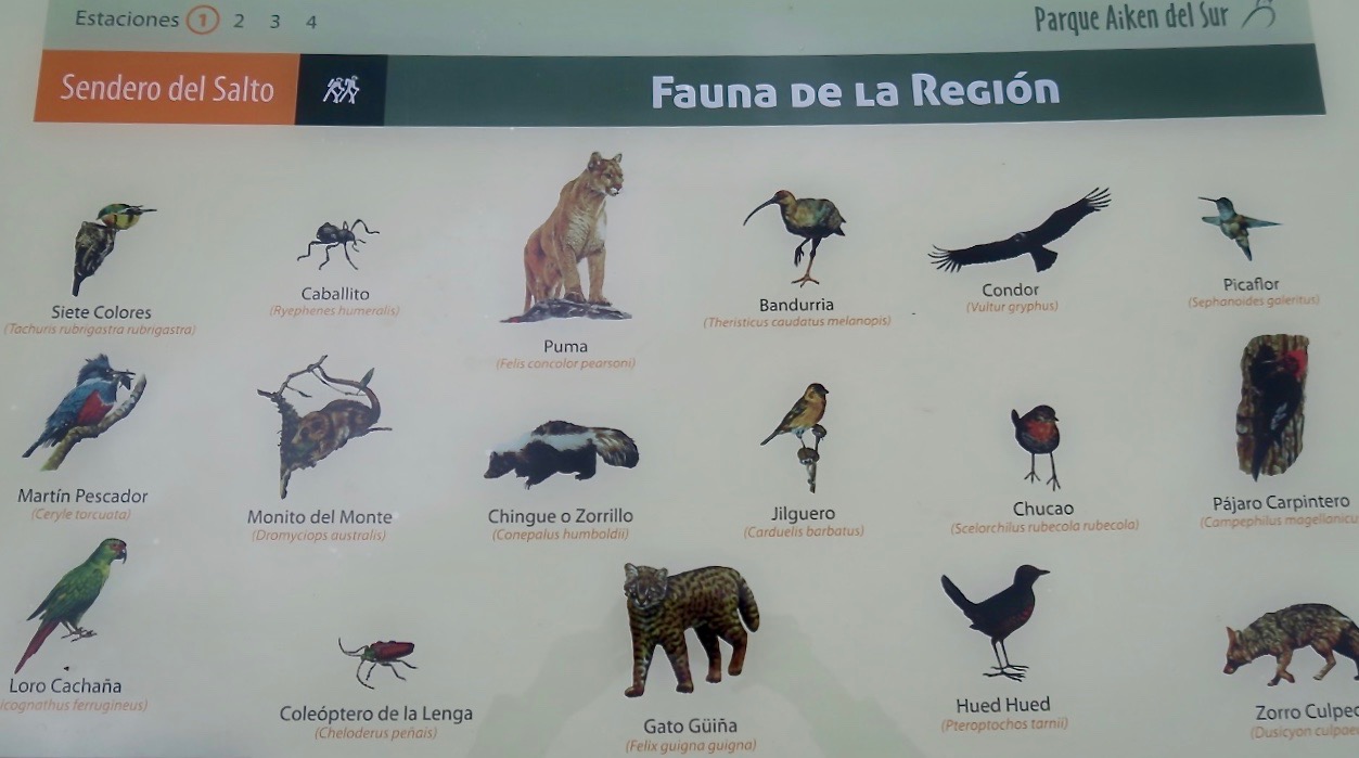 Patagonien bjuder på ett rikt djurliv. Här i parken Aiken del Sur, Chacabuco.