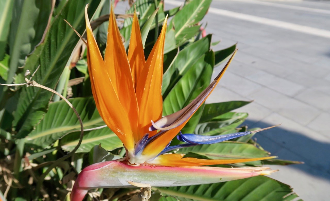 Papegojblomman är vecker och har både blad och blomma i en vass form.