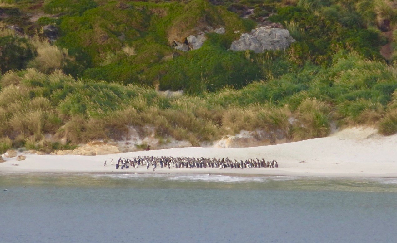 Falklandsöarna möter oss med pingviver. Här "åsnepingviner" som det finns gott om. DEt engelska namnet är gentoopingviner. 