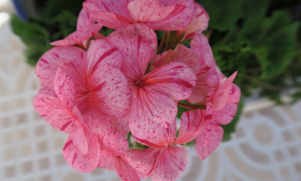 Vår rosa pelargon. En växt som verkligen frodats under att regnande i påsk.
