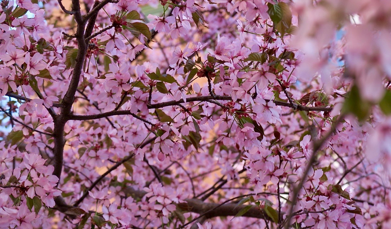 Vackra, blommande körsbärsträd finns på vår innergård här hemma i Stockholm