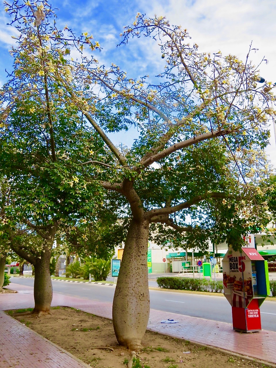 Kapockträden står på rad utanför Nationernas park och även på Calle Orihuela som leder söderut i stan. 