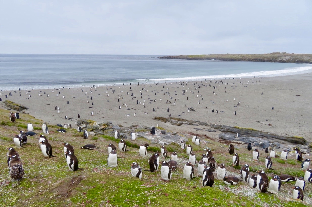 Visst måste pingvinerna på Falklandsöarna vara med bland möter i resor under 2019