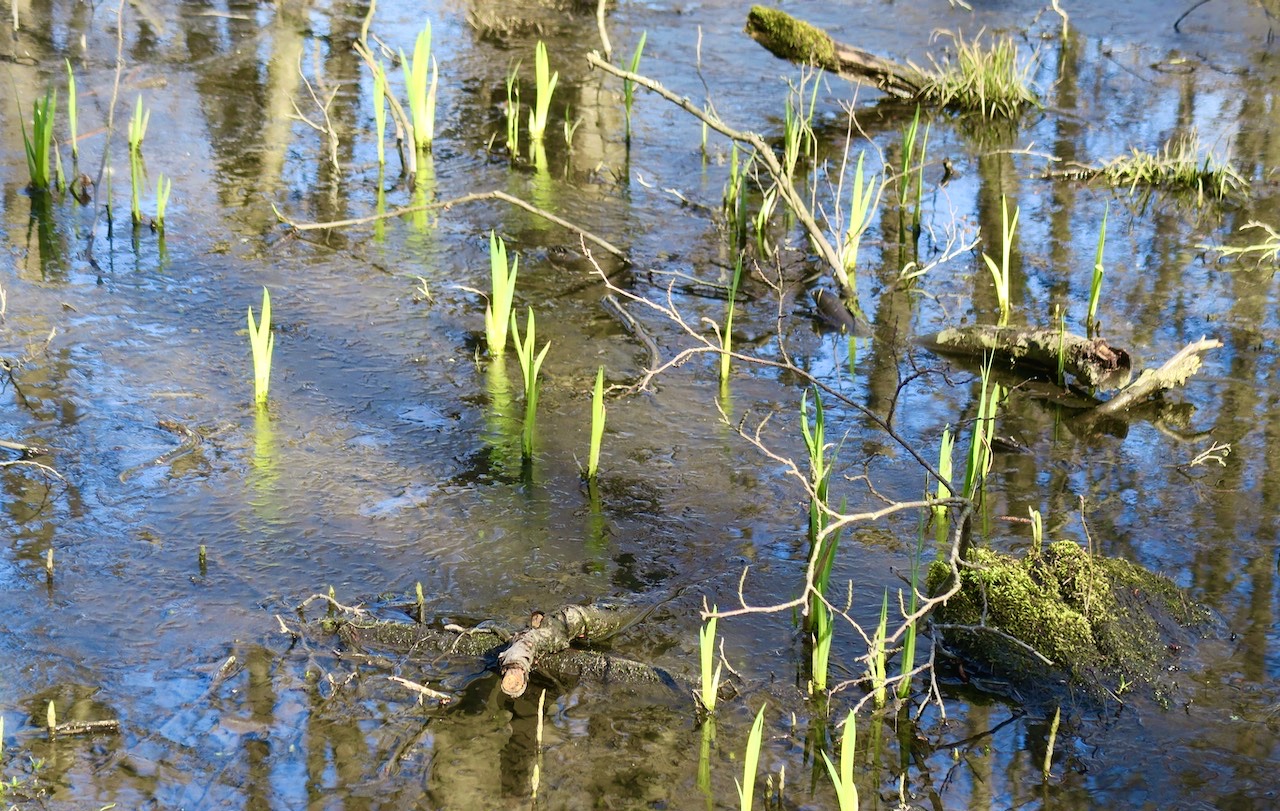 Är detta månne skunkkalla som på nytt växer upp i Sicklasjön i Nackareservatet. 