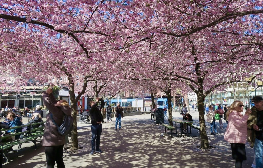 Stockholm. Kungsträdgården. Här kan körsbärsträden sticka ut sina grenar så att deras blommor bildar ett rosa tak i allén. 