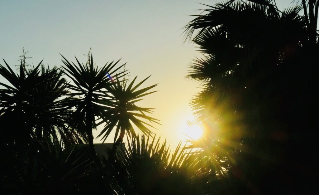 Torrevieja. Utsikt över soluppgång och palmer när det är dags för frukost på terrassen. 