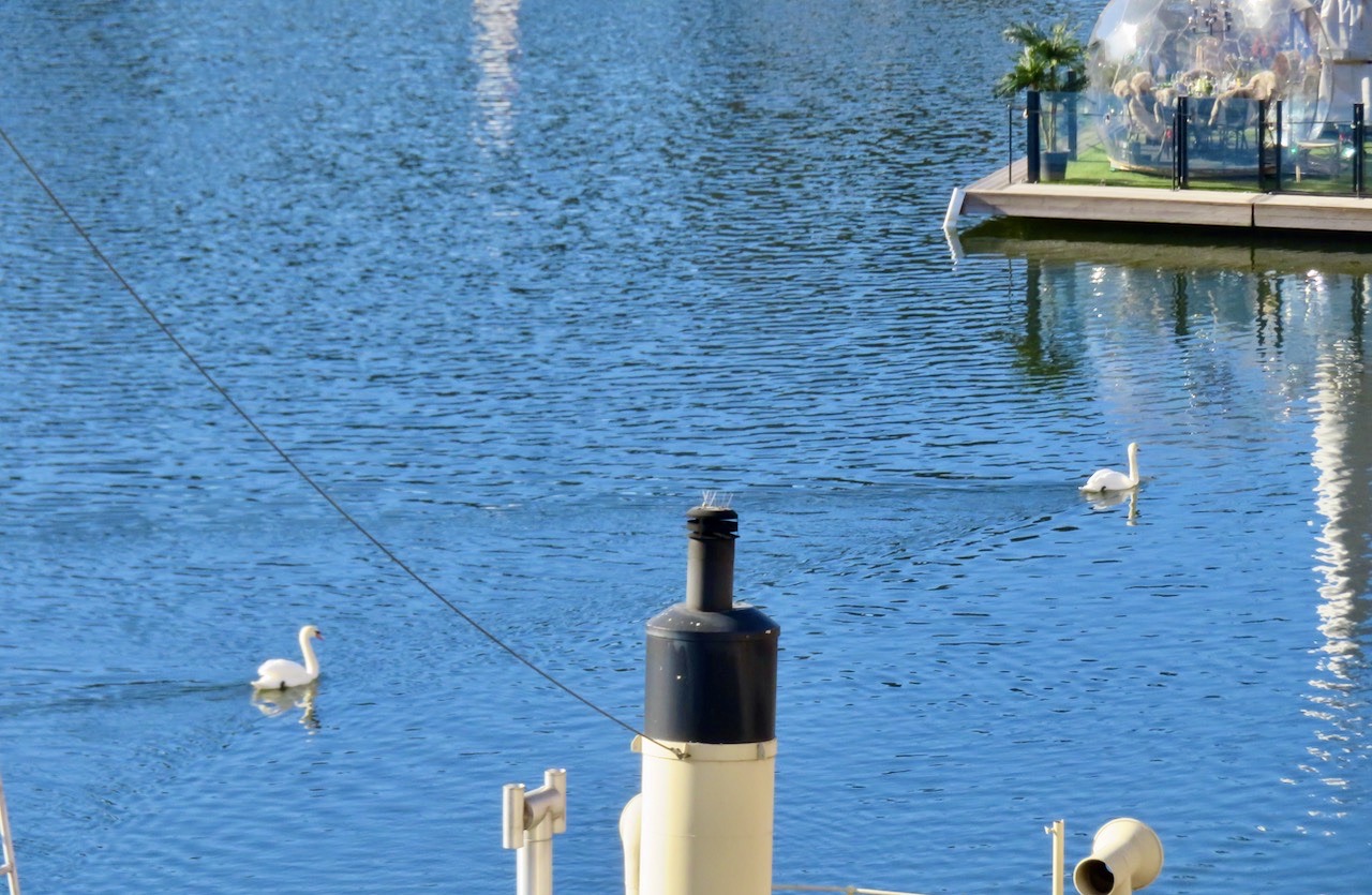 Stockholm . Södermalm.Hammarbykanalen. Med solsken hela dagen i väderprognosen verkar svanarna vilja stanna här i Saltsjön