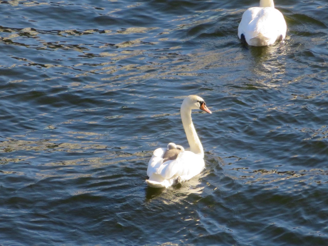 Stockholm. Södermalm. Hammarbykanalen. Trevlig midsommar önskade vi familjen svan. Här var en unge av tre kvar och fick sig en åktur bland mammans fjädrar. 