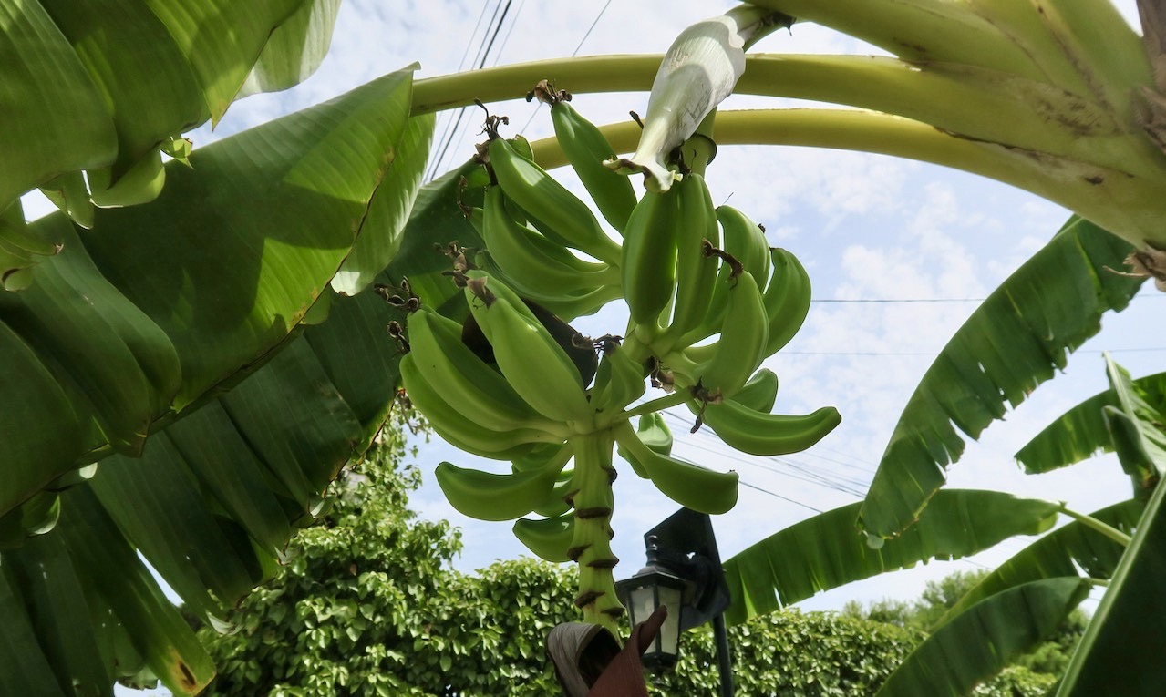 Spanien. Torrevieja. Och när det nu var i hetaste laget kunde även några bananplantor bidra med lite skugga. 