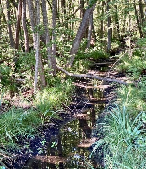 Lidingö. Lämgängens naturreservat. Här genom skogen rinner flera små bäckar vars vatten rinner ut i Kottlasjön. 